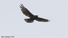 Buteo solitarius