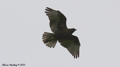 Buteo solitarius