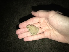 Pseudacris streckeri