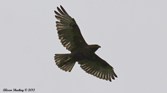 Buteo solitarius