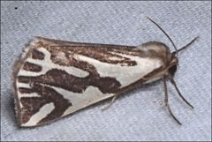 Thalaina inscripta