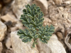 Cymopterus minimus
