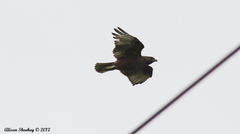 Buteo solitarius