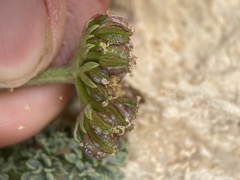 Cymopterus minimus