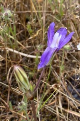 Brodiaea rosea rosea