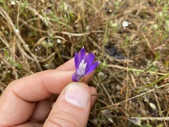 Brodiaea rosea rosea