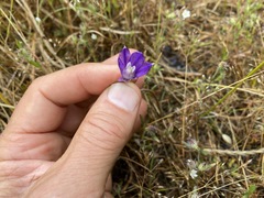 Brodiaea rosea rosea