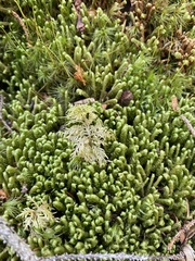 Hylocomium splendens image