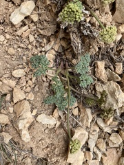 Cymopterus minimus