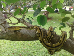 Malayopython reticulatus