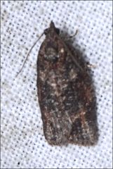 Thrincophora signigerana
