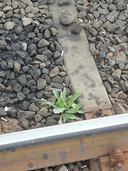 Sonchus arvensis