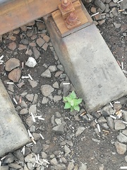 Chenopodium album