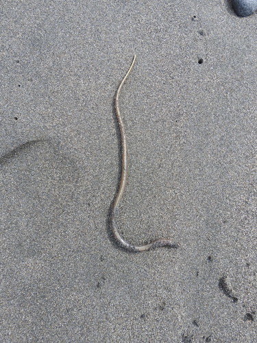 Ophichthidae