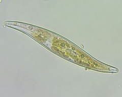 Gyrosigma acuminatum
