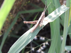 Acantherus piperatus