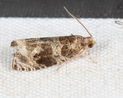 Olethreutes appendiceum