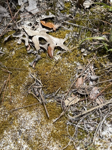 Image of Dicranum condensatum by (c) Brandon Corder, some rights reserved (CC BY)