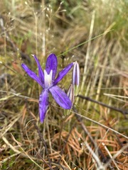Brodiaea rosea rosea
