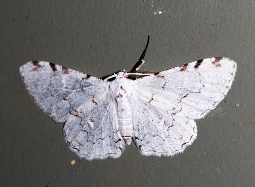 Thyrinteina arnobia