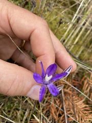 Brodiaea rosea rosea
