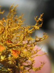 Teloschistes exilis