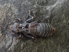Stylogomphus albistylus