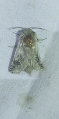 Parahypopta caestrum