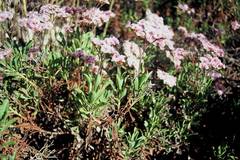 Limonium