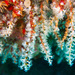 Snowflake Coral - Photo (c) 115527224325819725585, some rights reserved (CC BY), uploaded by 115527224325819725585