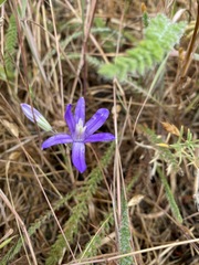 Brodiaea rosea rosea