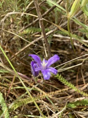 Brodiaea rosea rosea