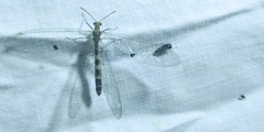 Megistopus flavicornis