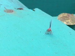 Nogodinidae