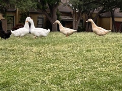 Anas platyrhynchos domesticus