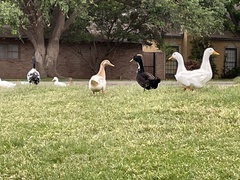 Anas platyrhynchos domesticus