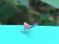 Nogodinidae