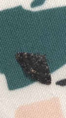 Metalectra diabolica