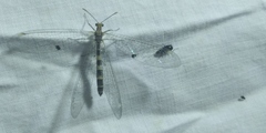 Megistopus flavicornis