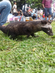 Paradoxurus musangus
