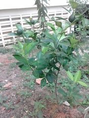 Citrus × microcarpa