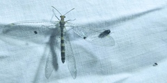 Megistopus flavicornis