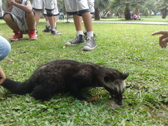 Paradoxurus musangus