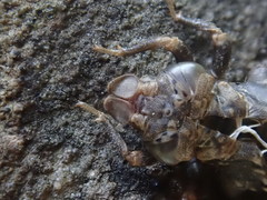 Stylogomphus albistylus