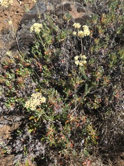Eriogonum douglasii