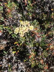 Eriogonum douglasii