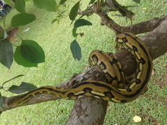 Malayopython reticulatus