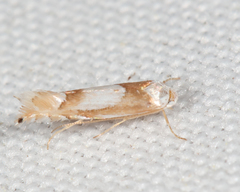 Phyllonorycter fitchella