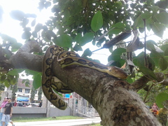 Malayopython reticulatus