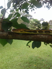 Malayopython reticulatus